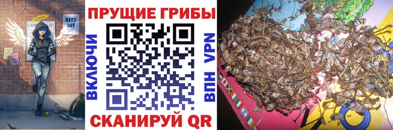 Галлюциногенные грибы Cubensis  Стрежевой 